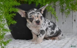 French Bulldog dogs for sale: French Bulldog 8 puppies - Image 7