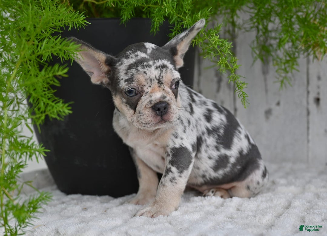 French Bulldog dogs for sale: French Bulldog 8 puppies - Image 7