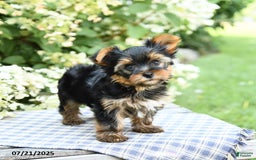 Yorkshire Terrier dogs for sale: Rover - Image 4