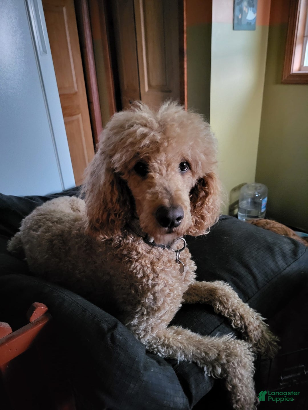 Goldendoodle dogs for sale: Lea - Image 6