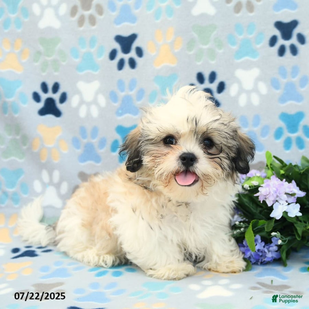 Shih Tzu dogs for sale: Benji - Image 5