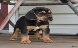 Beabull dogs for sale: Hadley - Image 6