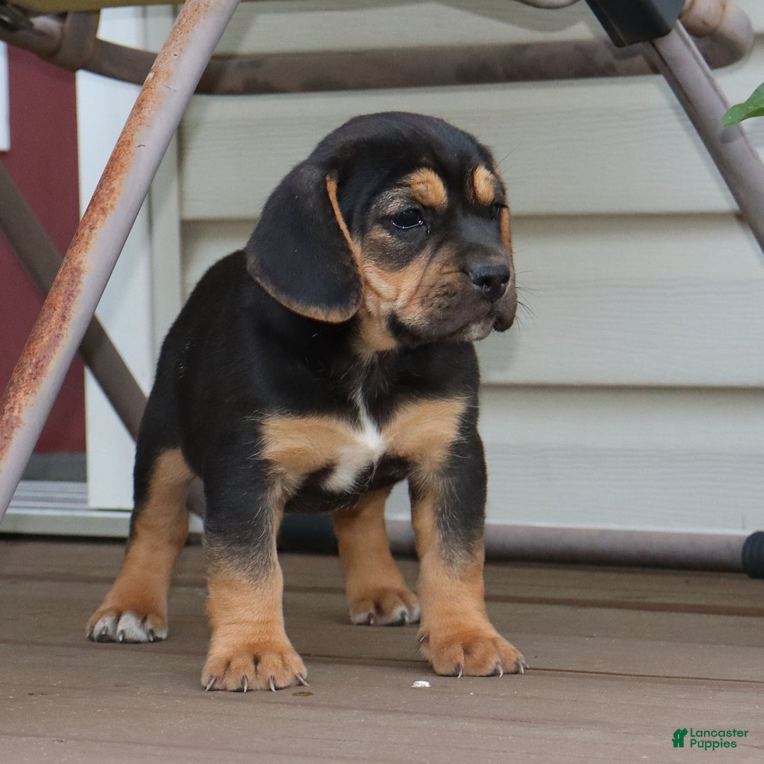 Beabull dogs for sale: Hadley - Image 6