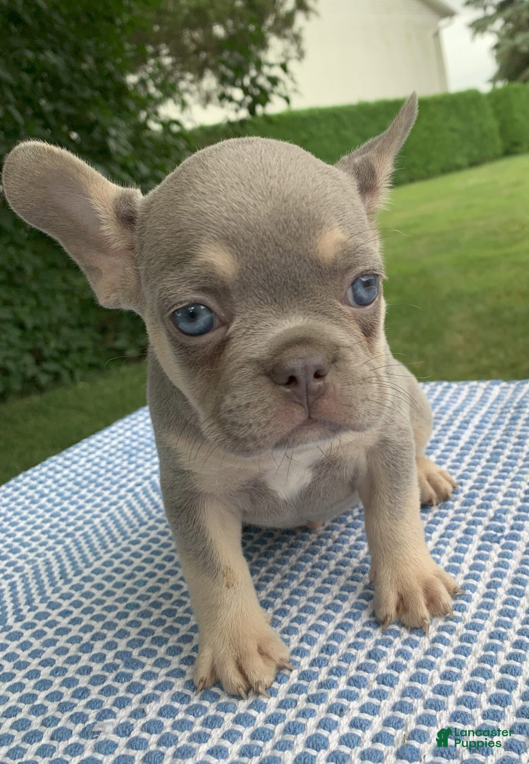 French Bulldog dogs for sale: Pablo - Image 3