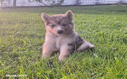 Gerberian Shepsky dogs for sale: Wolf - Image 1