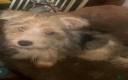 Yorkshire Terrier dogs for sale: Enoch - Image 1