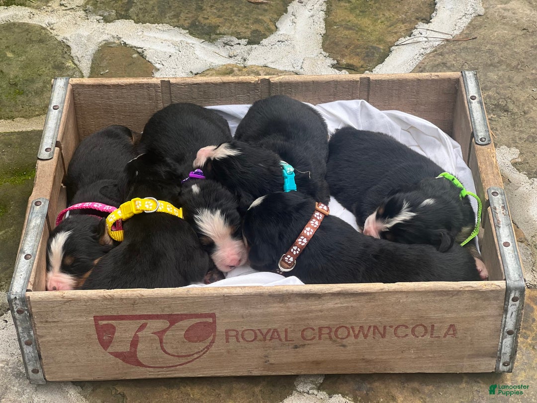 Bernese Mountain Dog dogs for sale: Elsa - Image 3