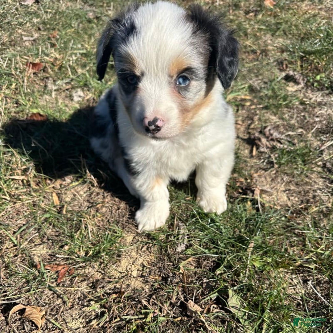 Welsh Corgi Pembroke dogs for sale: Brutus - Image 1