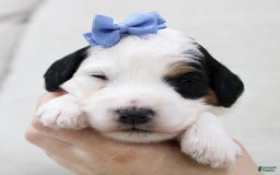 Mini Bernedoodle dogs for sale: Lennon - Image 5