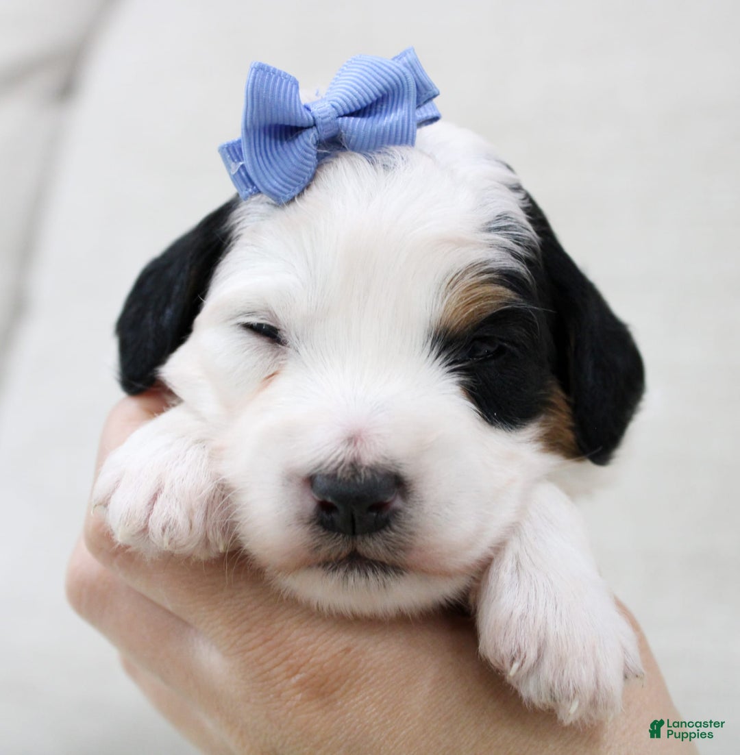 Mini Bernedoodle dogs for sale: Lennon - Image 5