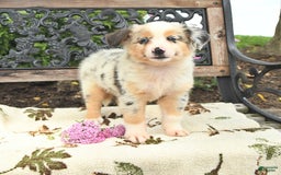 Miniature Australian Shepherd dogs for sale: Trigger - Image 2