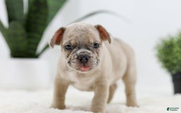French Bulldog dogs for sale: Turbo - Image 2