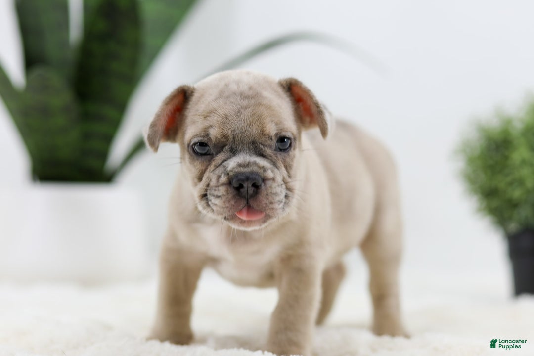 French Bulldog dogs for sale: Turbo - Image 2