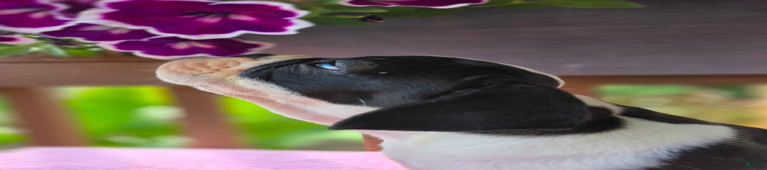 Petunia