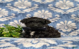 Yorkiepoo dogs for sale: Wilson - Image 5