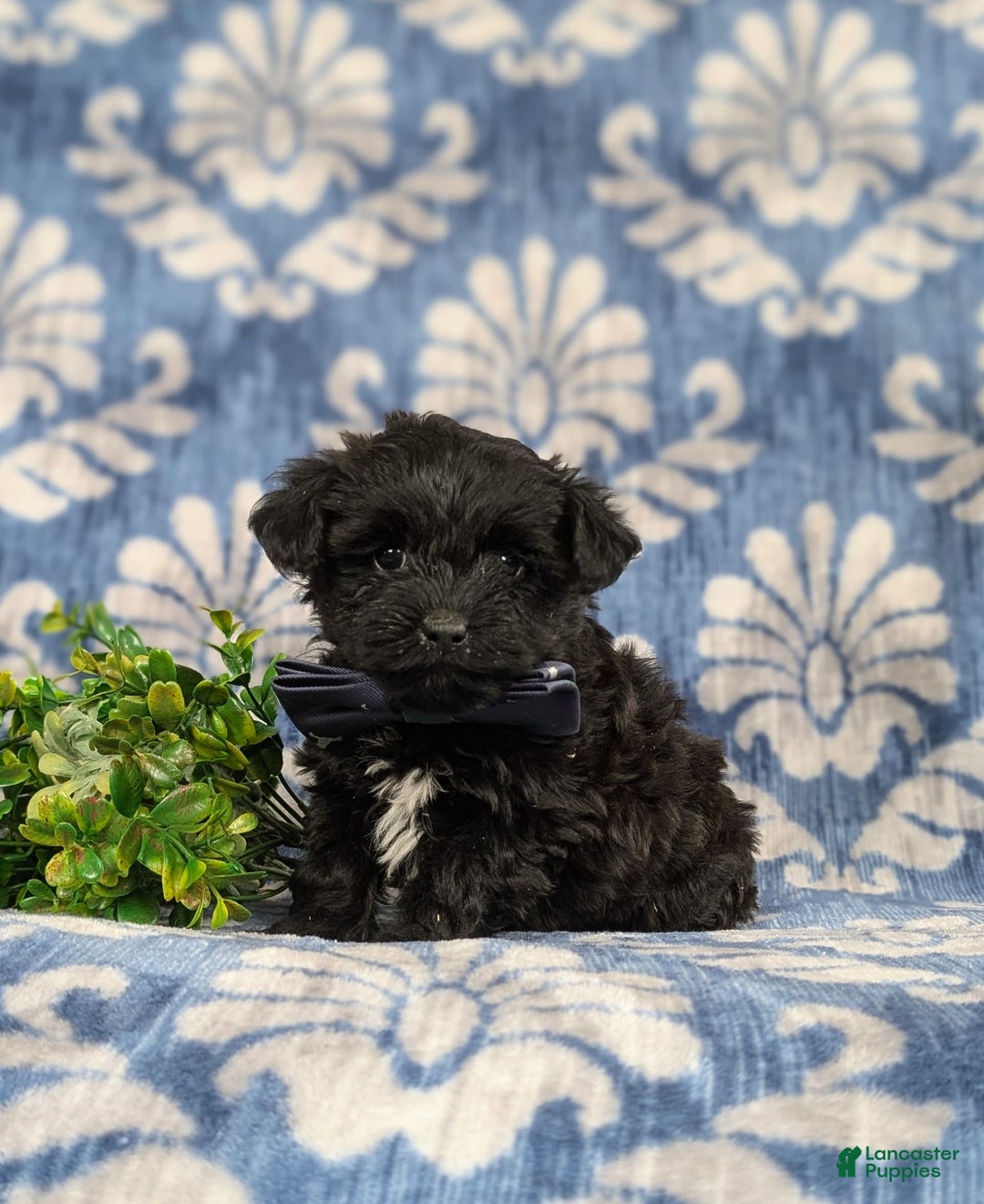 Yorkiepoo dogs for sale: Wilson - Image 5