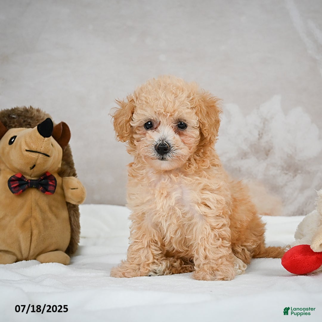 Bichpoo dogs for sale: Dixie - Image 1