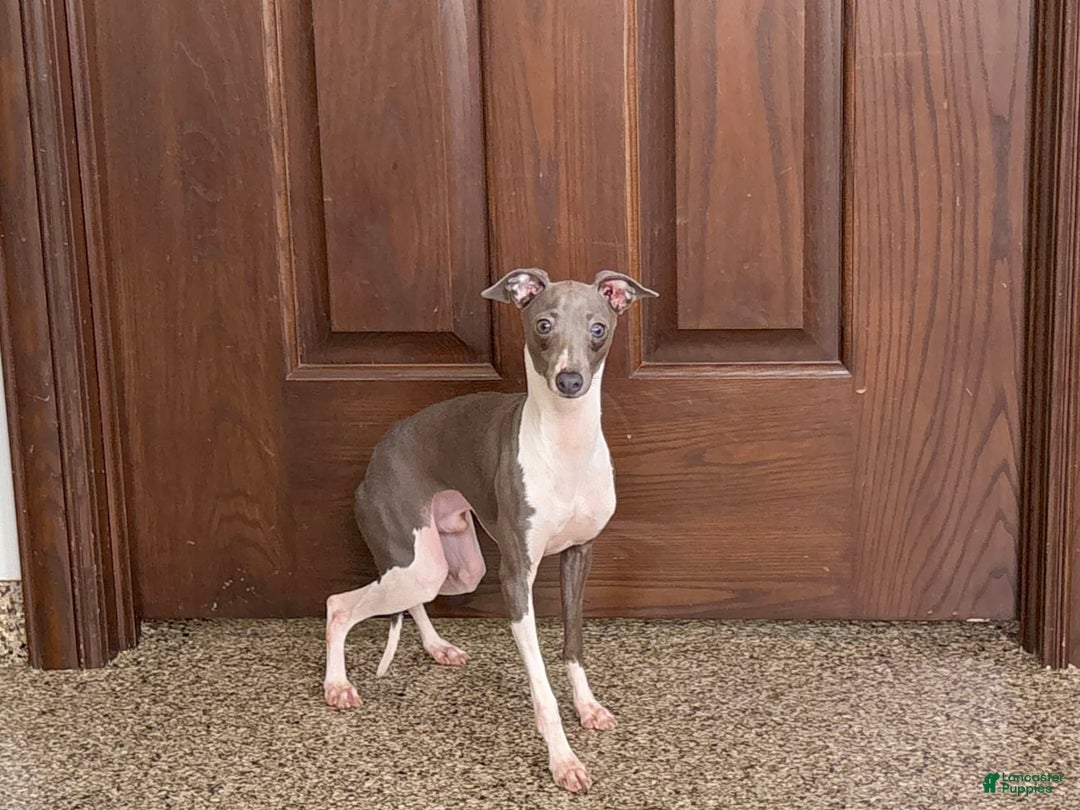 Italian Greyhound dogs for sale: Clayton - Image 8