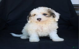 Bichpoo dogs for sale: Prince - Image 5