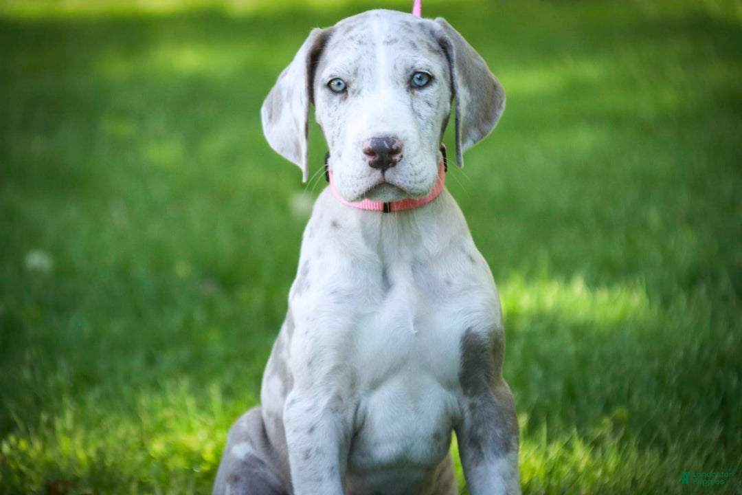 Great Dane dogs for sale: Jovie - Image 23