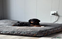 Aussiedoodle dogs for sale: Enola - Image 11