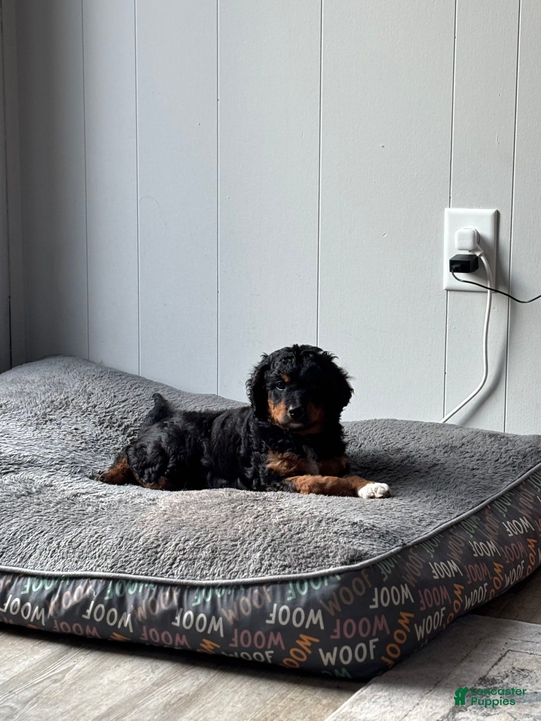 Aussiedoodle dogs for sale: Enola - Image 11