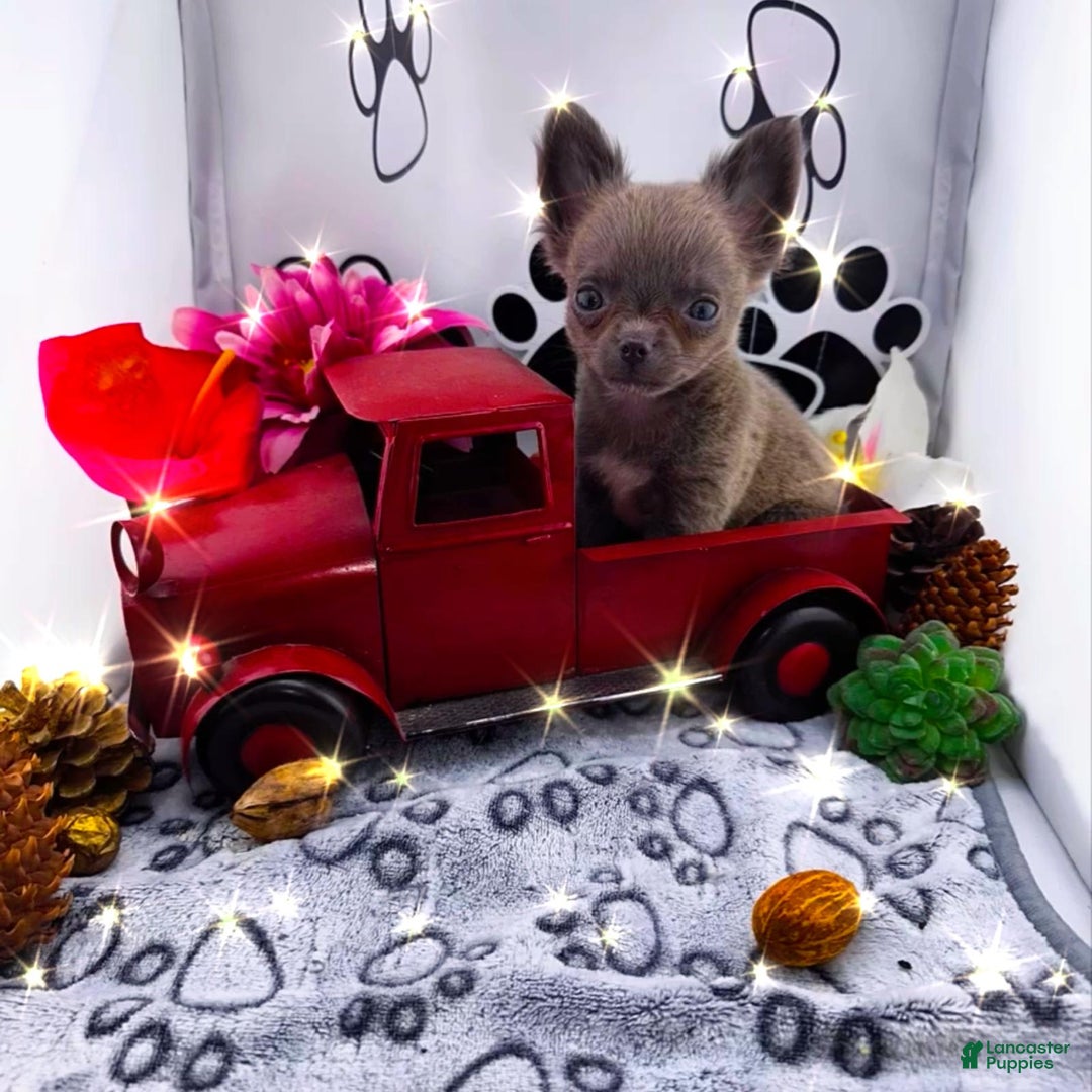 Chihuahua dogs for sale: Lucky - Image 4