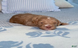 Goldendoodle dogs for sale: Lewis - Image 9