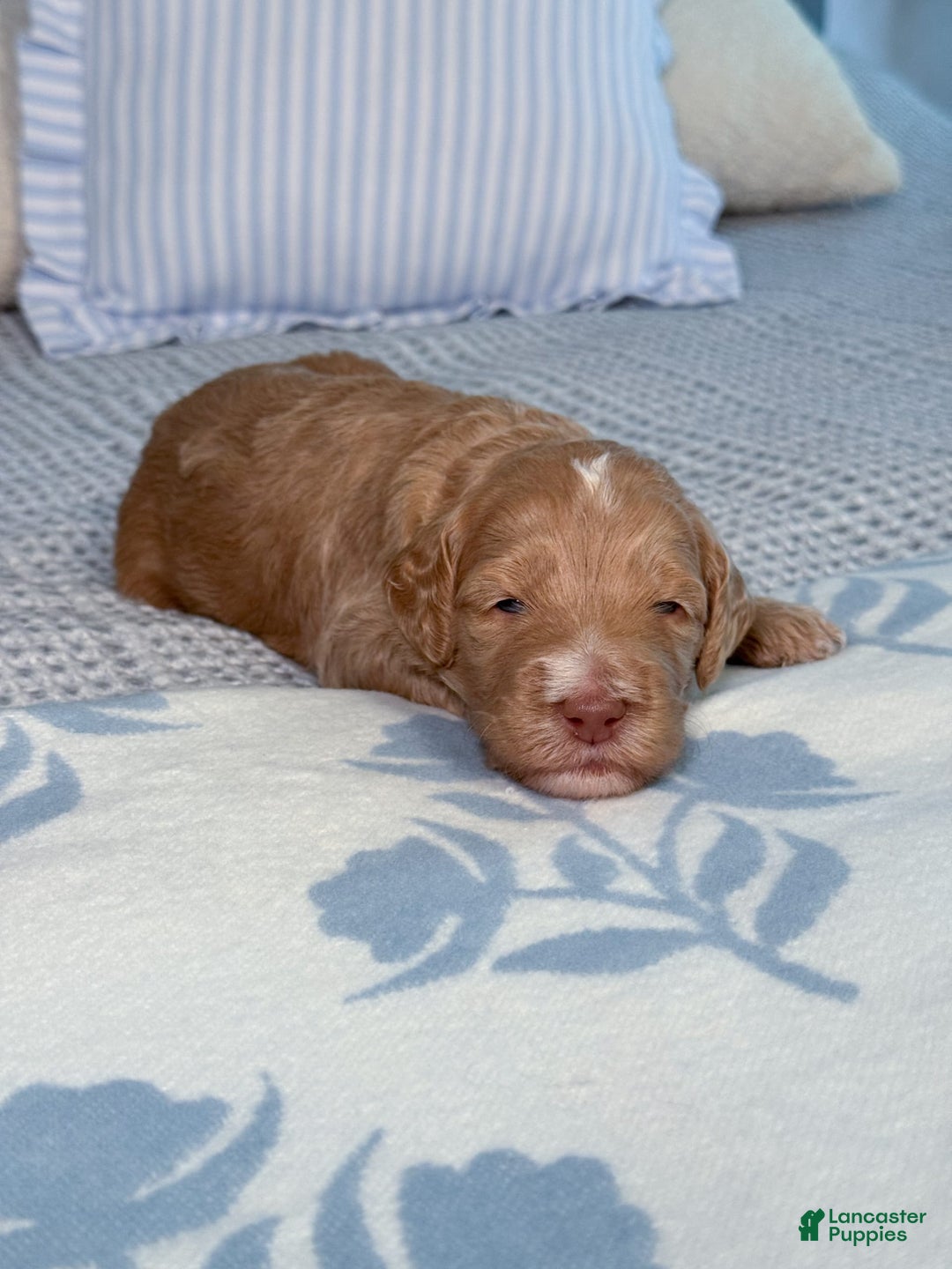 Goldendoodle dogs for sale: Lewis - Image 9