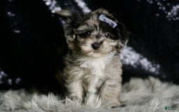 Maltipoo dogs for sale: Picasso - Image 1