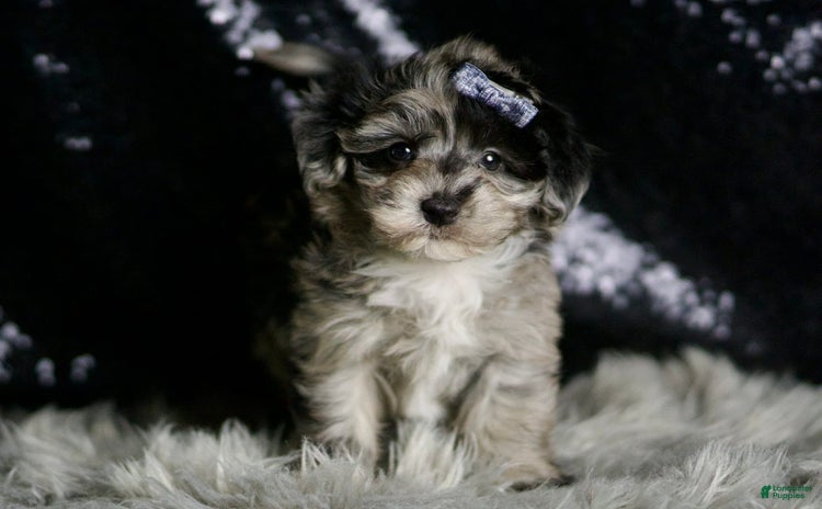 Maltipoo dogs - Advert 39