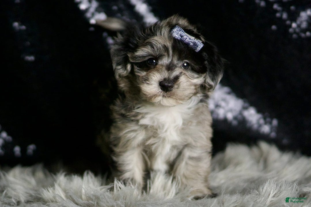 Maltipoo dogs for sale: Picasso - Image 1