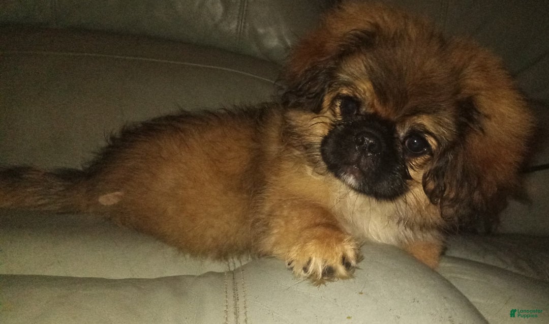 Pekingese dogs for sale: Skippy - Image 11