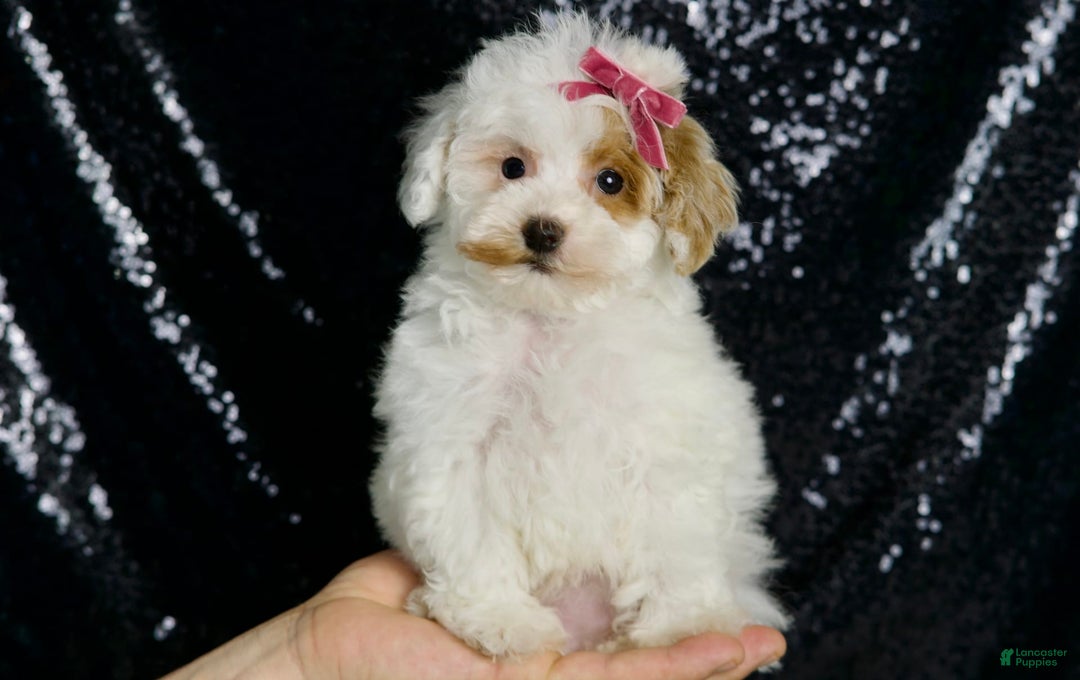 Maltipoo dogs for sale: Daisy - Image 3