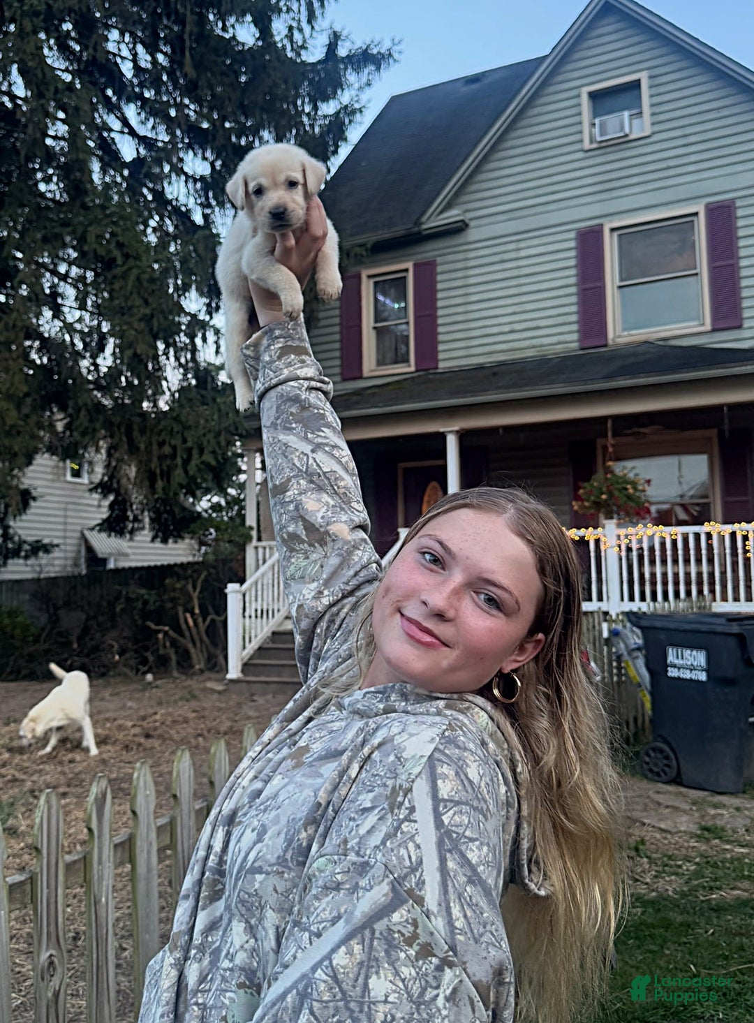 Labrador Retriever dogs for sale: Frost - Image 5