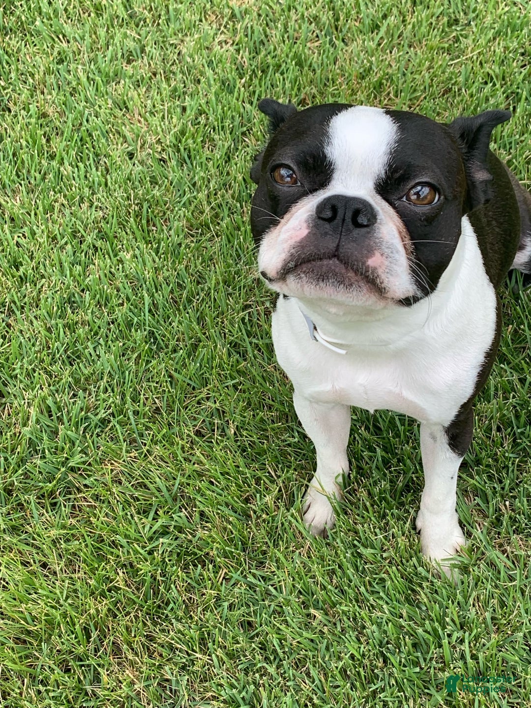 Boston Terrier dogs for sale: Drake - Image 6