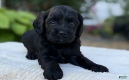 Cavapoo dogs for sale: Liam - Image 14
