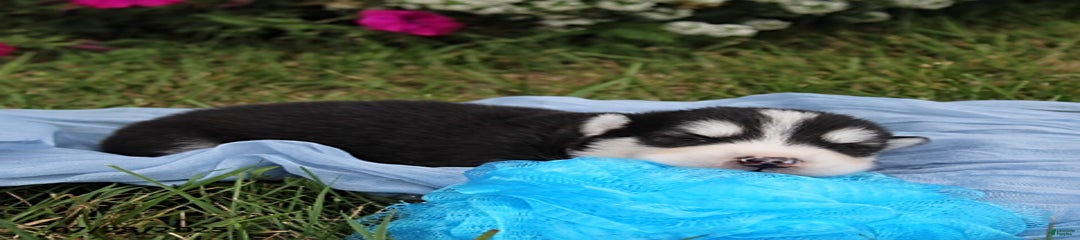 Balto