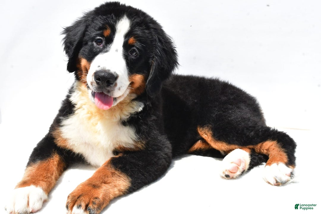 Bernese Mountain Dog dogs for sale: Kiwi - Image 5