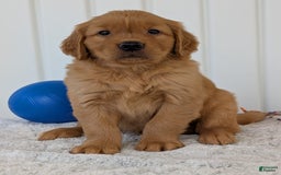 Golden Retriever dogs for sale: Hunter - Image 10