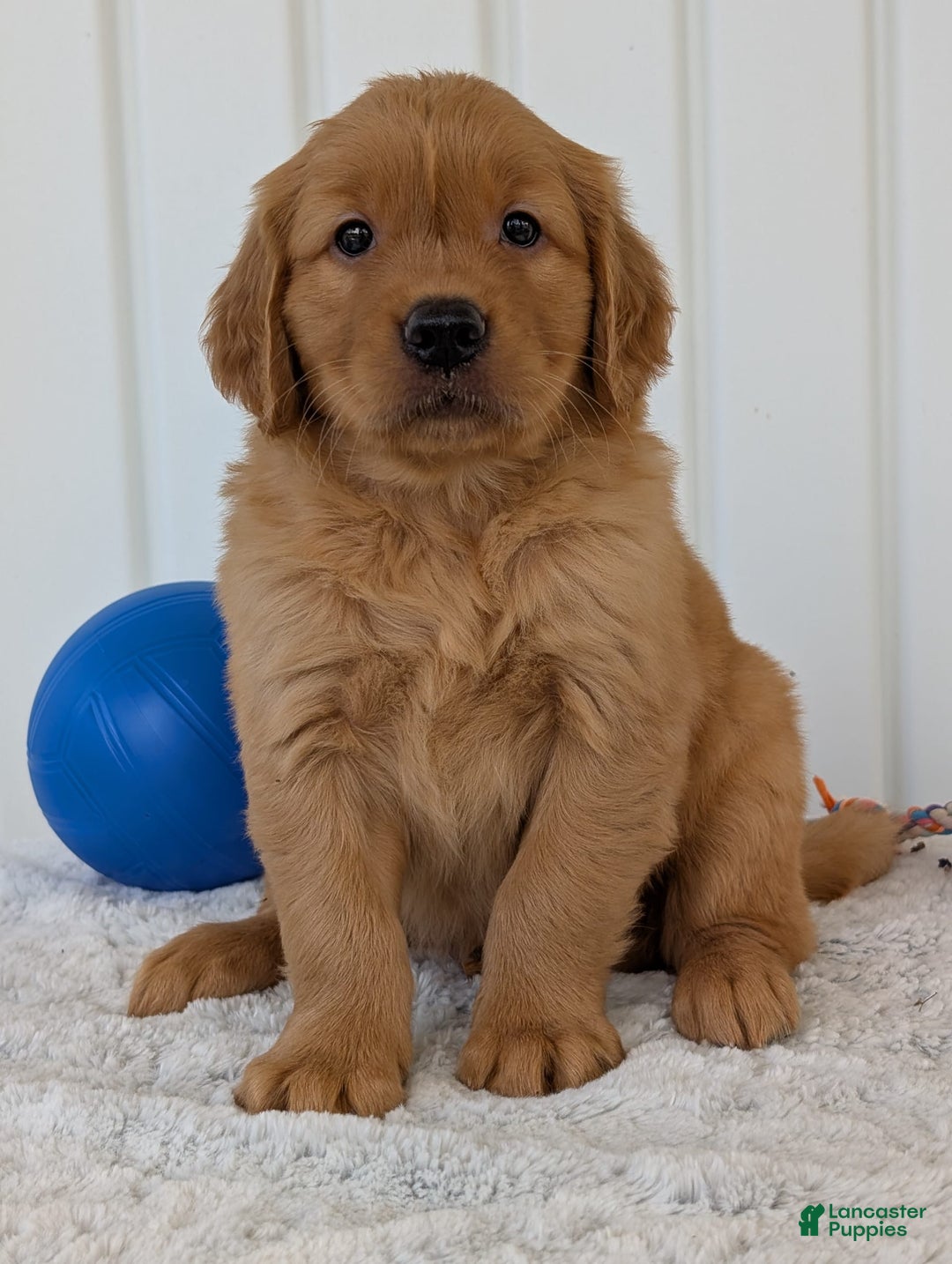 Golden Retriever dogs for sale: Hunter - Image 10
