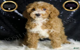 Mini Goldendoodle dogs for sale: Amber - Image 3