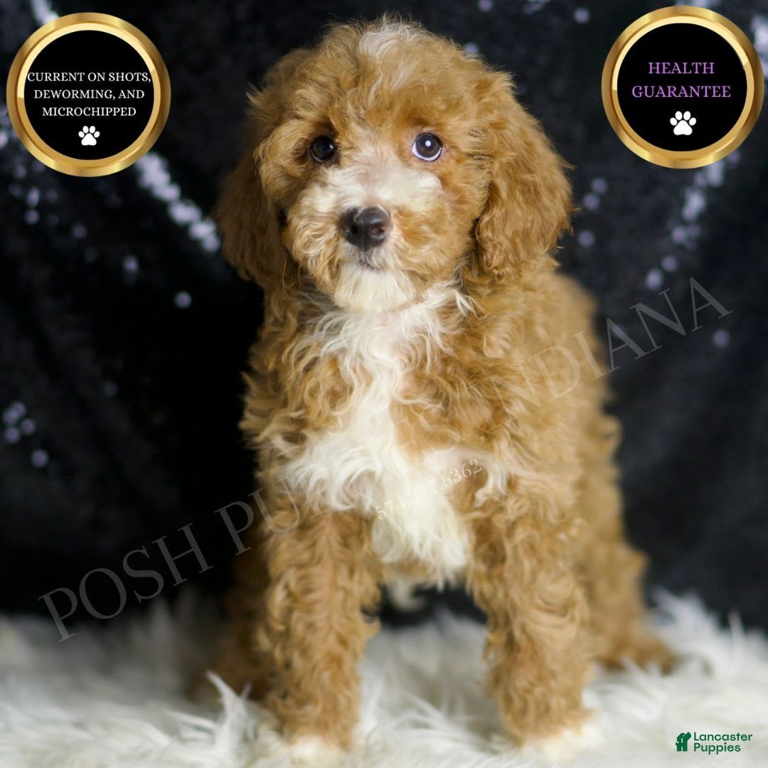Mini Goldendoodle dogs for sale: Amber - Image 3