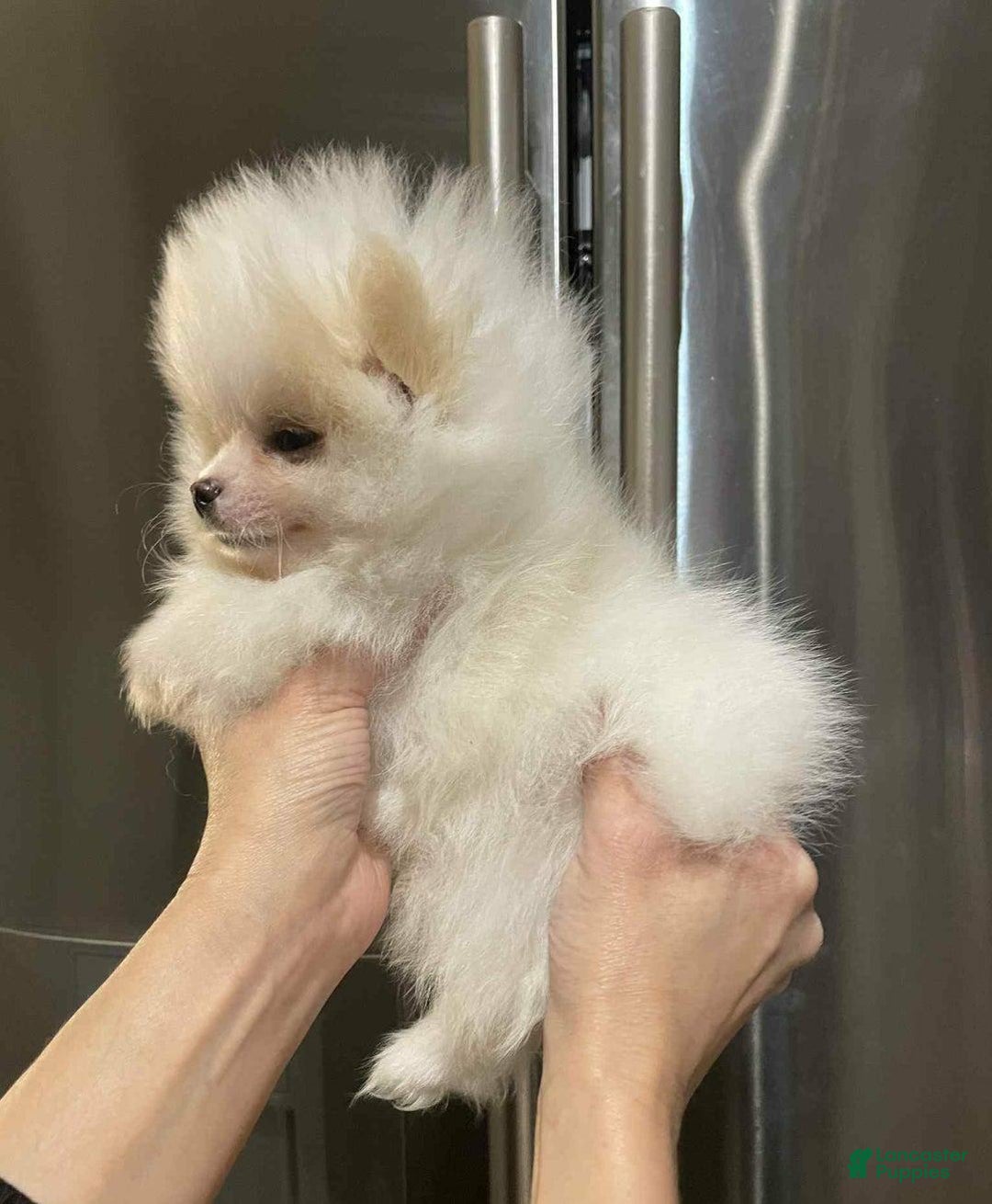 Pomeranian dogs for sale: Alvin - Image 6
