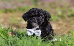 Yorkiepoo dogs for sale: Moses - Image 10