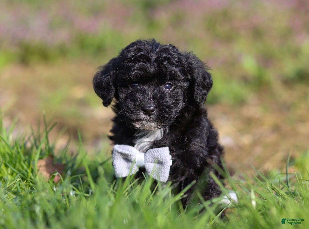 Yorkiepoo dogs for sale: Moses - Image 10