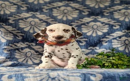 Dalmatian dogs for sale: Langley Liver - Image 6