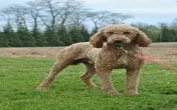 Irish Doodle dogs for sale: Vivi - Image 9
