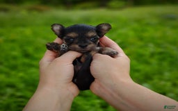 Morkie dogs for sale: "teacup" Cricket - Image 10