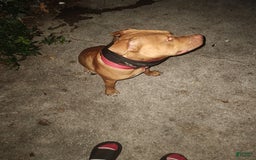 American Pit Bull Terrier dogs for sale: Lil Bit Of Trouble - Image 3
